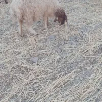 بره بهاره وزن سبک وسه داشت وقصاب