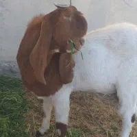 فروش گوسفند|حیوانات مزرعه|ایرانشهر, |دیوار