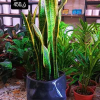 انواع گل‌های آپارتمانی باقیمت مناسب