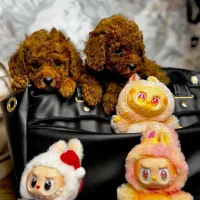 توله سگ Dog توی پودل ۶۵ روز وارداتی رد red دارک رد