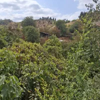 ویلا و سوئیت تراس دار جنگلی تام تام|اجارهٔ کوتاه‌مدت ویلا و باغ|بهشهر, |دیوار