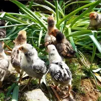 جوجه سیبرایت