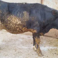 تلیسه صنعتی هلشتاین آبستن سنگین|حیوانات مزرعه|تهران, مهران|دیوار