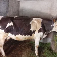 گاو ۶ماه ابستن ۱۵کیلو شیر