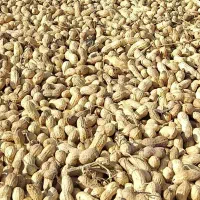 بادام زمینی