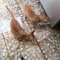 بچه گربه سه خواهر زیبا|گربه|رشت, حمیدیان|دیوار