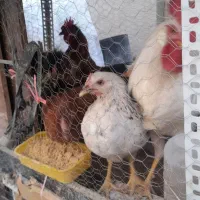 مرغ وخروس|حیوانات مزرعه|قم, جمکران|دیوار