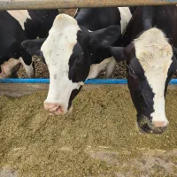 کارگر آشنا باتراکتور و فیدر میکسر