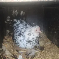 مرغ کرچ...خروس گلین