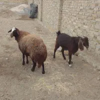 دوتاگوسفندجوان