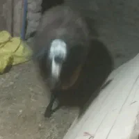 بره نر پروار فروشی تقریبا ۶۰ کیلو