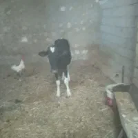 گاو