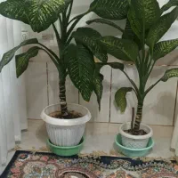 فروش گیاه دیفن باخیا،گیاه زیبا و پر طراوت|گل و گیاه طبیعی|داران, |دیوار