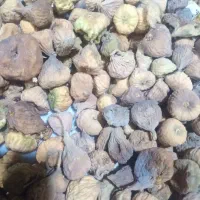 فروش دوتن شاه انجیر سایز متوسط پاک شده|عمده‌فروشی|میمند, |دیوار