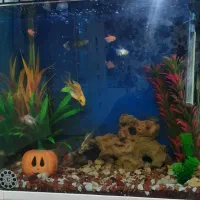 آکواریوم ماهیان گیاهخوار ۶۰×۵۵×۳۵|ماهی|خرمآباد, |دیوار