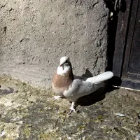 کله ای|پرنده|بم, |دیوار