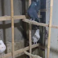 12عدد کبوتر یکجا دونه 150|پرنده|محلات, |دیوار