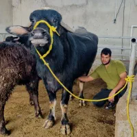 گاومیش شیری با گوساله ۴ ماهه