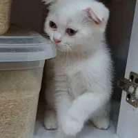 گربه|گربه|بندرعباس, |دیوار