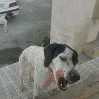 دو قلاده سگ|حیوانات|سنندج, |دیوار