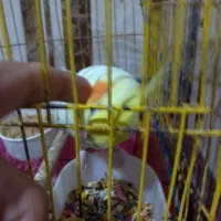 سرحانیه گمشده عروس هلندی