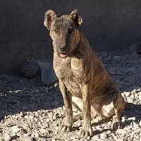 سگ گله ای .پژدر اصیل|سگ|مشهد, الهیه|دیوار