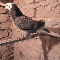 کبوترتهرانی غریبگیری معاوزه باکبوتر رنگی وشهرستانی