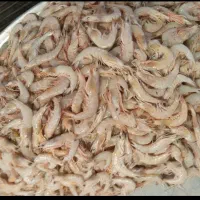 میگو|خوردنی و آشامیدنی|شیراز, پارک آزادی|دیوار