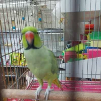 پرنده دستی سخنگو|پرنده|شیراز, شهرک پرواز|دیوار