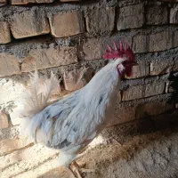 خروس