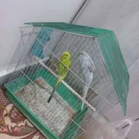 مرغ عشق|پرنده|ری, دولتآباد|دیوار