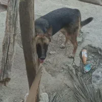 سگ ژرمن ورک