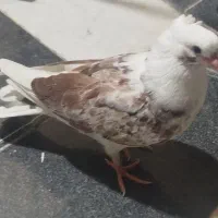 کبوتر گم شده