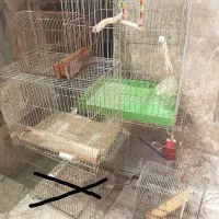 قفس پرنده عروس هلندی. .قناری .سهره