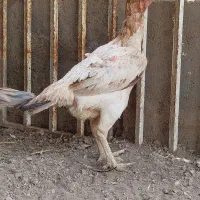 مرغ لاری اوشامو اصیل