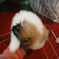 واگذاری سگ نزاد دار