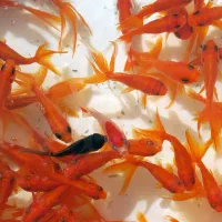 ماهی عیدی|ماهی|یامچی, |دیوار