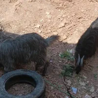 بیگ|حیوانات مزرعه|مسجد سلیمان, |دیوار