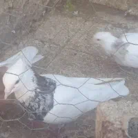 فروش تعدادی کبوتر|پرنده|دهدشت, |دیوار