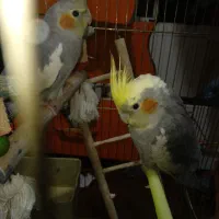 جوجه عروس هلندی