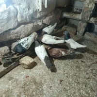 کفتر|پرنده|گرمخان, |دیوار