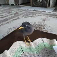 مرغ مینا|پرنده|کرج, کلاک پایین|دیوار