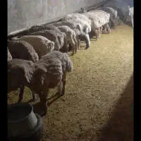 توخلی نر جفتی حدودا 100کیلو فروش فوری