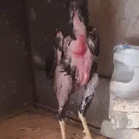خروس لاری اوشامو