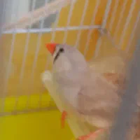 فروش یک جفت فنچ زبرا