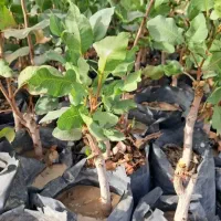 انواع نهال مرکبات و مغزها با ضمانت رشد|خدمات باغبانی و درختکاری|بابلسر, |دیوار