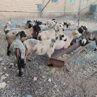 میش داشتی