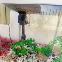 اکواریوم|ماهی|ساروق, |دیوار