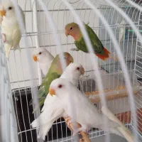 کوتوله سفید،اوپال،زرد