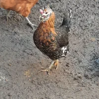 مرغ گلین یک ونیم سال